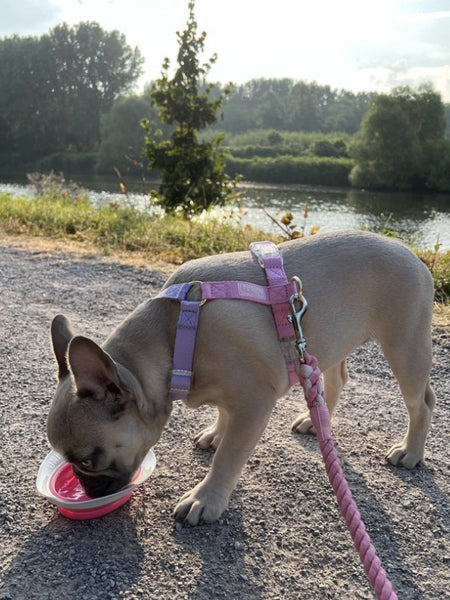 Harnais pour chien - Unicorn - Furlou