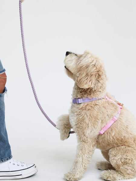 Harnais pour chien - Unicorn - Furlou