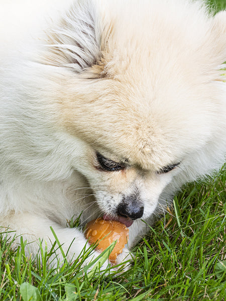 Friandises dentaires à mâcher pour chien