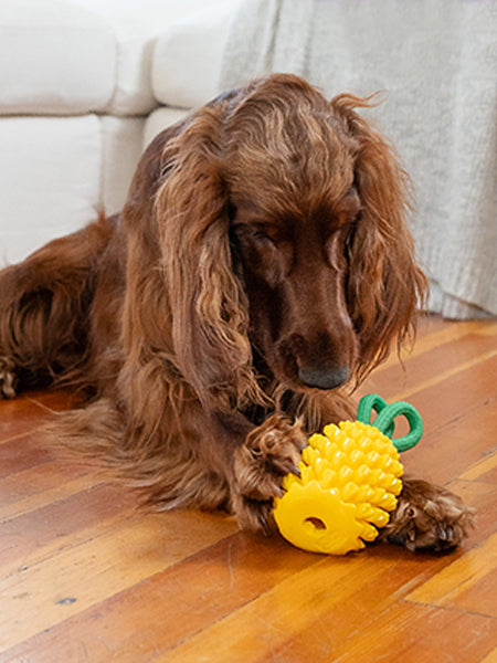 Jouet à remplir pour chien
