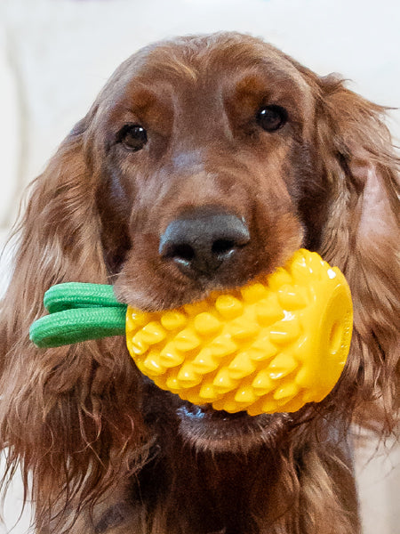 Jouet à remplir pour chien