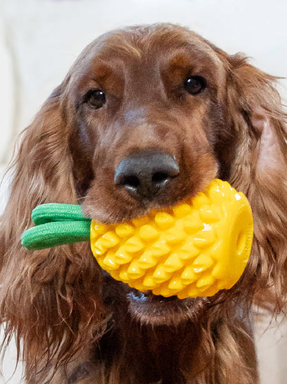 Jouet à remplir pour chien