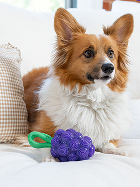 Jouet à remplir pour chien