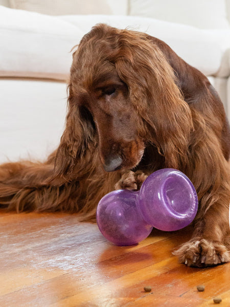 Jeu d'occupation pour chien