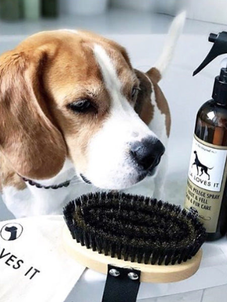 Brosse pour poils courts chiens et chats