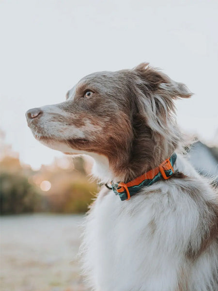 Collier pour chien - Trail quest collar Rachel Pohl edition - Teal/Oak