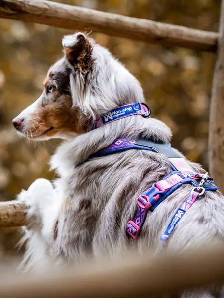 Collier pour chien - Trail quest collar Rachel Pohl edition - Purple/Pink