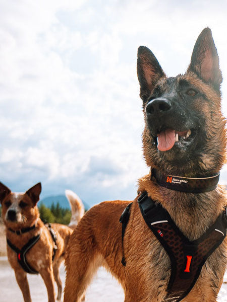 Collier pour chien - Rock Adjustable Collar - Non-Stop Dogwear