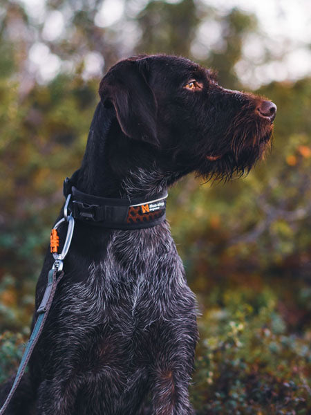Collier pour chien - Rock Adjustable Collar - Non-Stop Dogwear