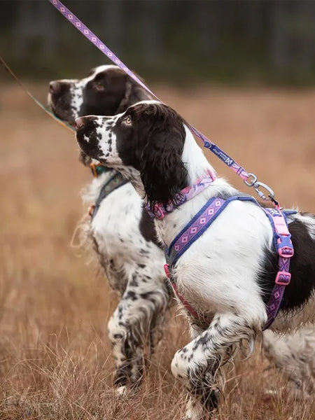 Harnais pour chien - Line Harness 5.0 Rachel Pohl edition - Purple/Pink