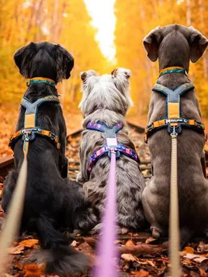 Harnais pour chien - Line Harness 5.0 Rachel Pohl edition - Purple/Pink