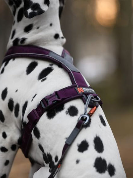 Harnais pour chien - Line Harness 5.0 - Violet - Non-Stop Dogwear