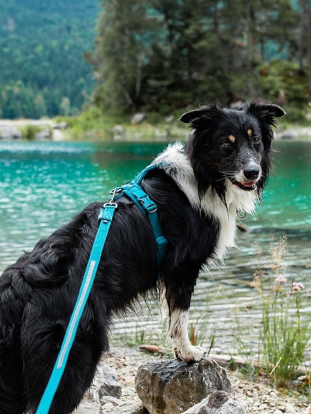 Harnais Line Harness 5.0 - Teal édition limitée - Non-Stop Dogwear