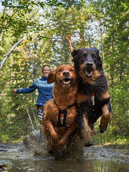 Harnais pour chien - Freemotion Harness - Non-Stop Dogwear
