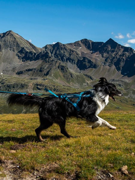 Harnais pour chien - Freemotion Harness 5.0 - Teal édition limitée