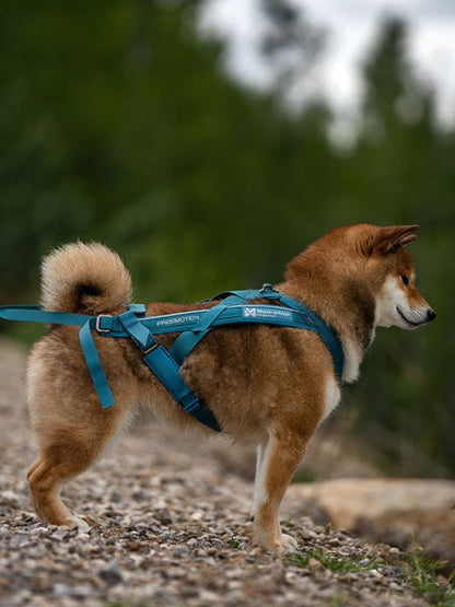 Harnais pour chien - Freemotion Harness 5.0 - Teal édition limitée