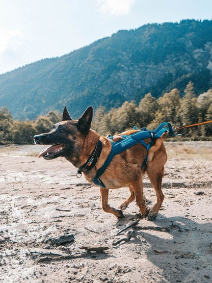 Harnais pour chien - Freemotion Harness 5.0 - Teal édition limitée