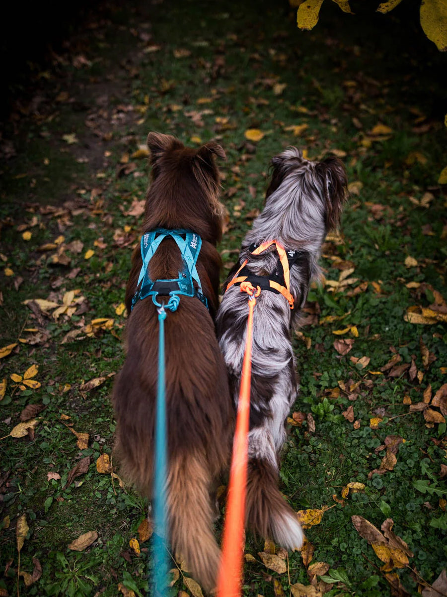 Harnais de traction court pour chien - Rush Harness - Teal