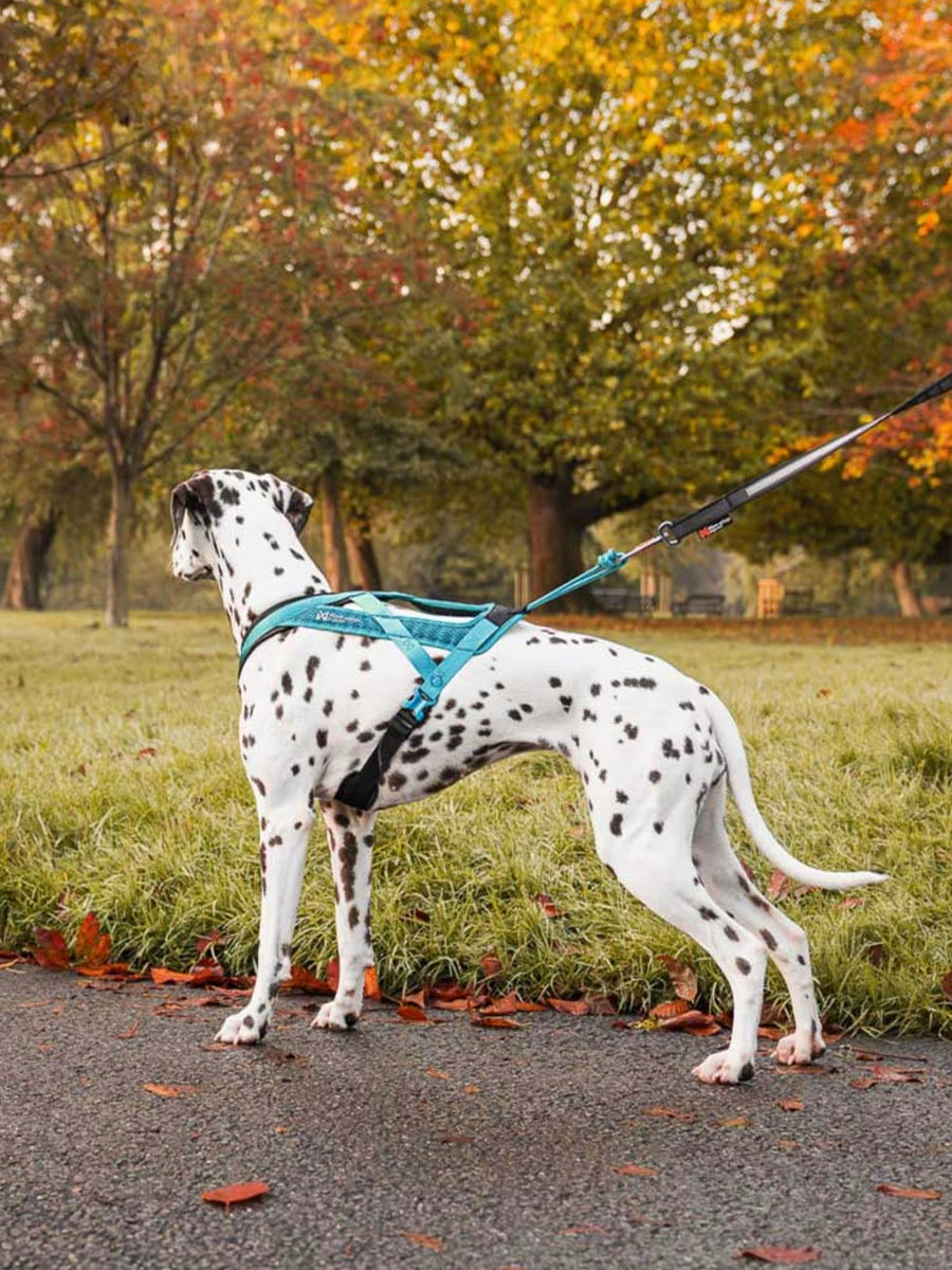 Harnais de traction court pour chien - Rush Harness - Teal
