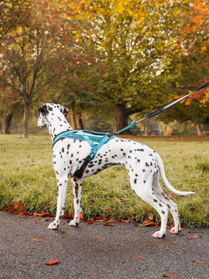 Harnais de traction court pour chien - Rush Harness - Teal