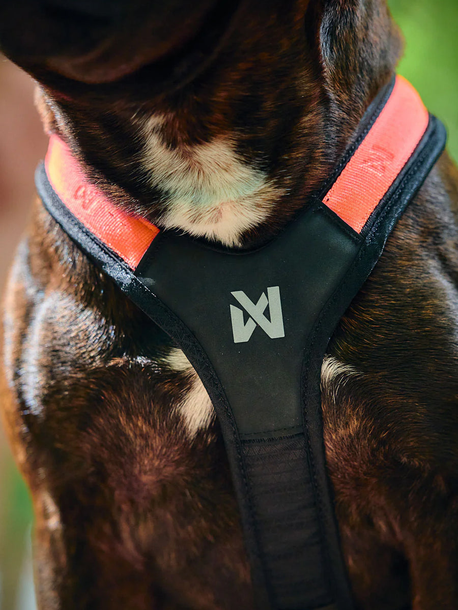 Harnais de traction court pour chien - Rush Harness - Teal