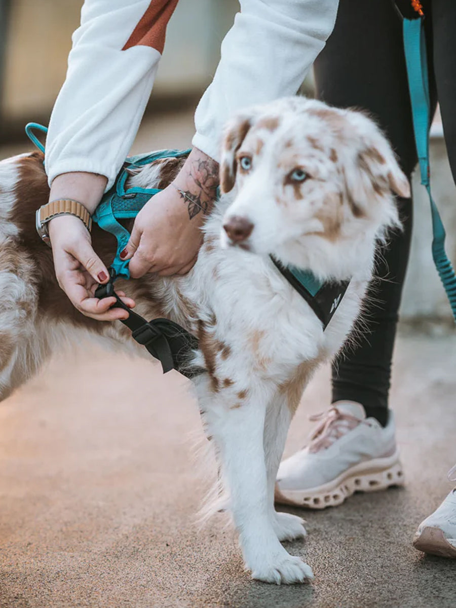 Harnais de traction court pour chien - Rush Harness - Teal
