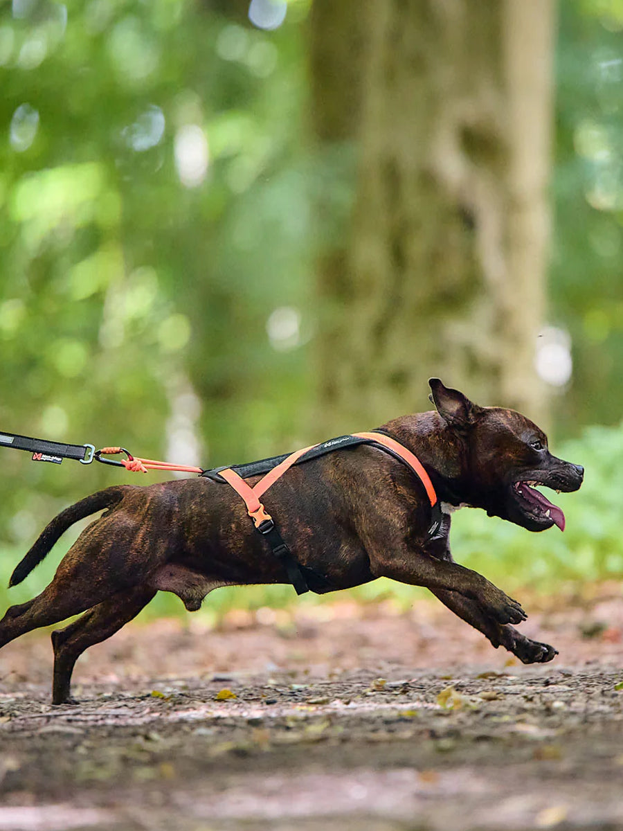 Harnais de traction court pour chien - Rush Harness - Orange/Noir