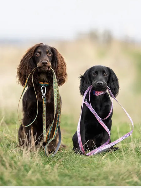 Laisse pour chien - Trail quest leash Rachel Pohl edition - Teal/Oak