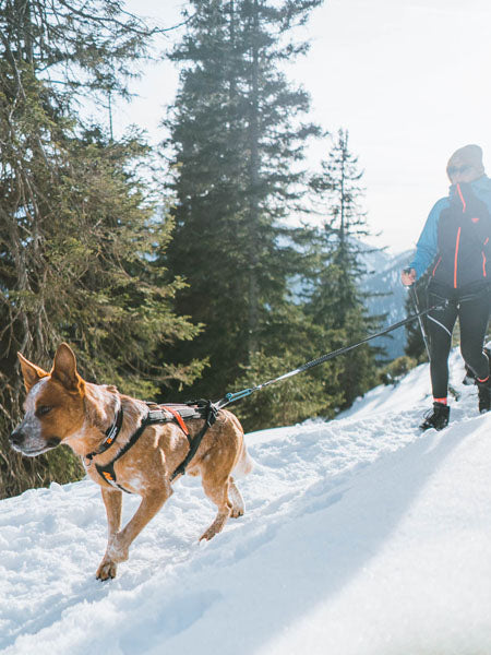Laisse pour chien sportif - Touring Bungee - Non-Stop Dogwear