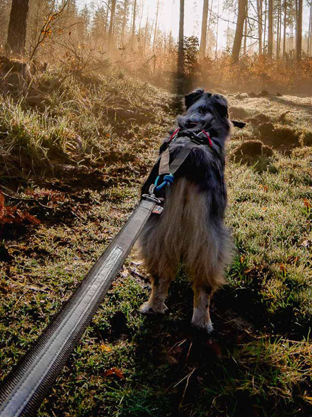 Laisse pour chien sportif - Touring Bungee - Non-Stop Dogwear