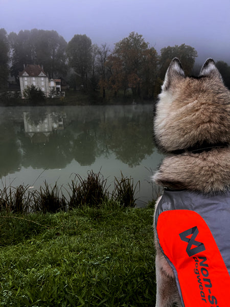 Manteau réfléchissant pour chien - Non-Stop Dogwear