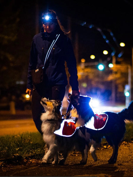 Manteau réfléchissant pour chien - Non-Stop Dogwear