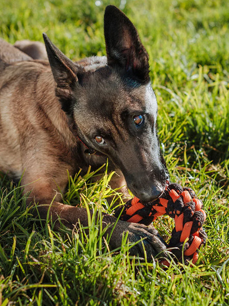 Jouet en corde pour chien