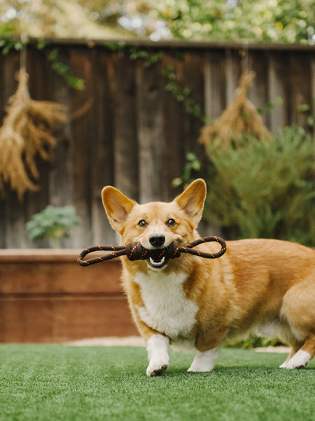 Jouet en corde pour chien - Scout & About Tug L - Pet PLAY