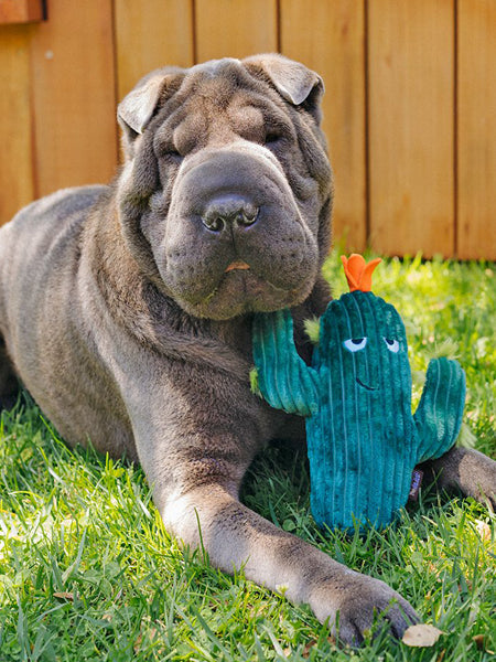 Peluche pour chien Blooming Buddies - Cactus 🌵 - Pet PLAY