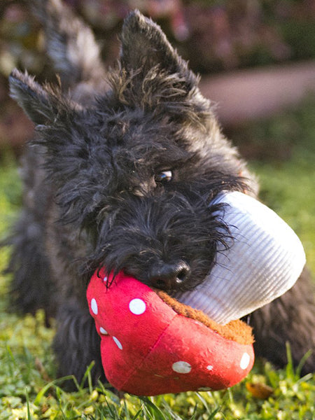 Peluche pour chien Blooming Buddies - Champignon 🍄 - Pet PLAY
