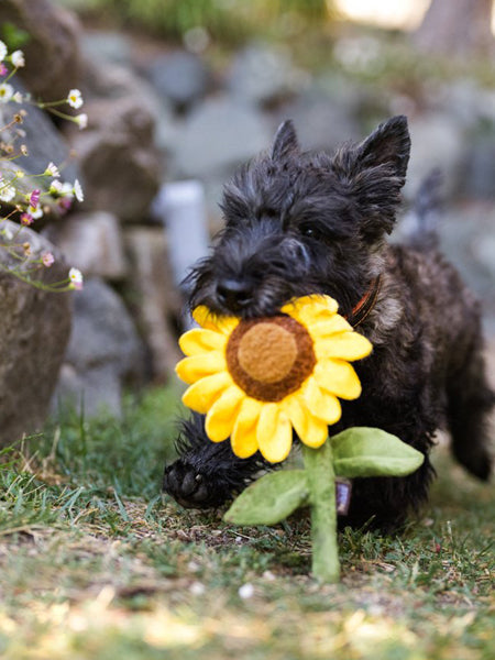 Peluche pour chien Blooming Buddies - Tournesol 🌻 - Pet PLAY