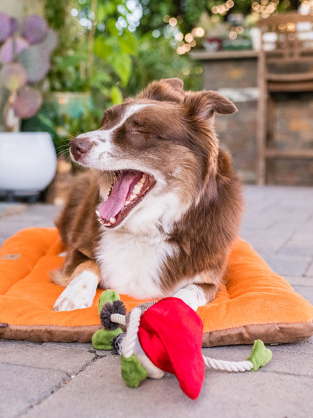 Jouet en peluche pour chien