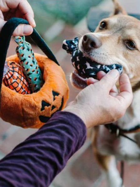 Jouet d'occupation pour chien - Citrouille d'Halloween 🎃🍬 - Pet PLAY