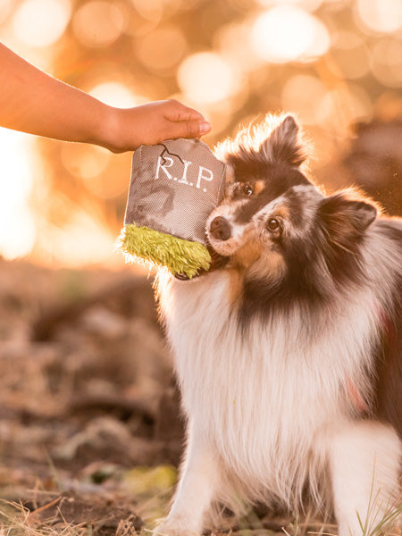 Jouet en peluche pour chien
