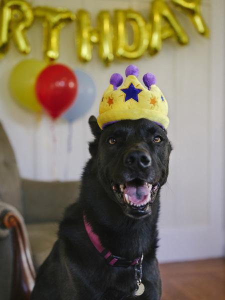 Jouet en peluche pour chien - Party Time - Couronne - Pet PLAY