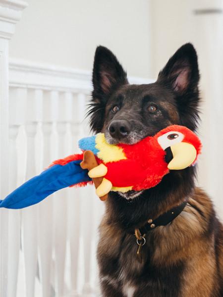 Jouet en peluche pour chien - Fetching Flock - Perroquet - Pet PLAY
