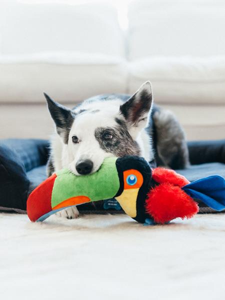 Jouet en peluche pour chien