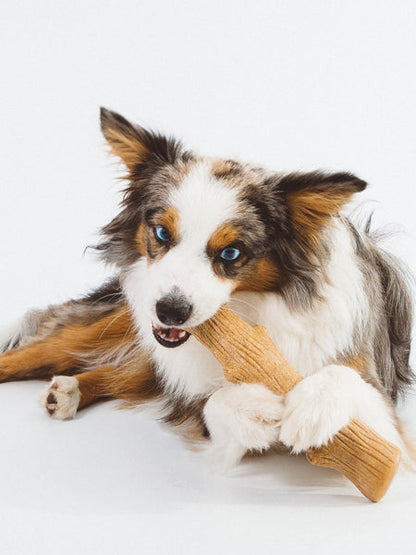 Bâton de bois à mâcher pour chien