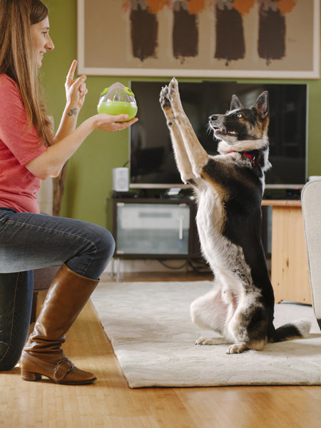 Jouet distributeur de friandises pour chien
