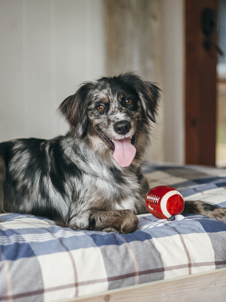 Jouet en peluche pour chien