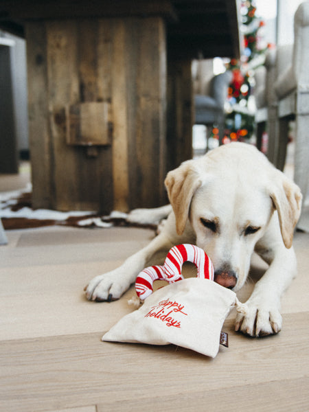 Jouet en peluche pour chien