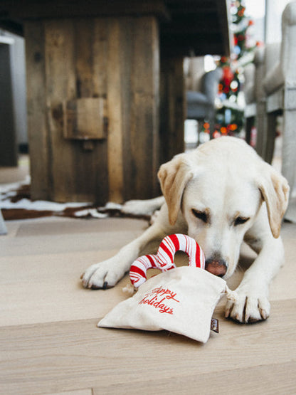 Jouet en peluche pour chien