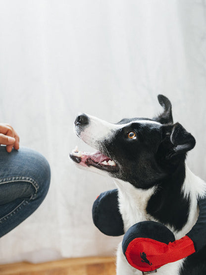 Jouet en peluche pour chien