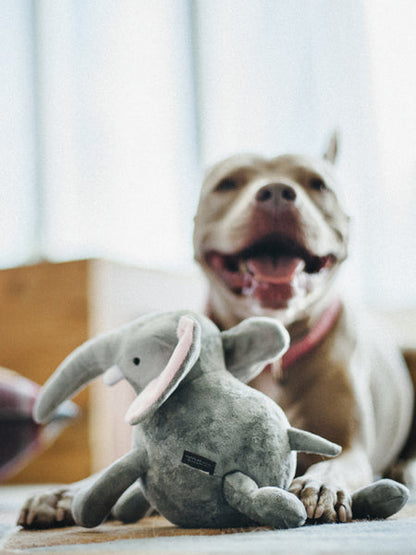 Jouet en peluche pour chien